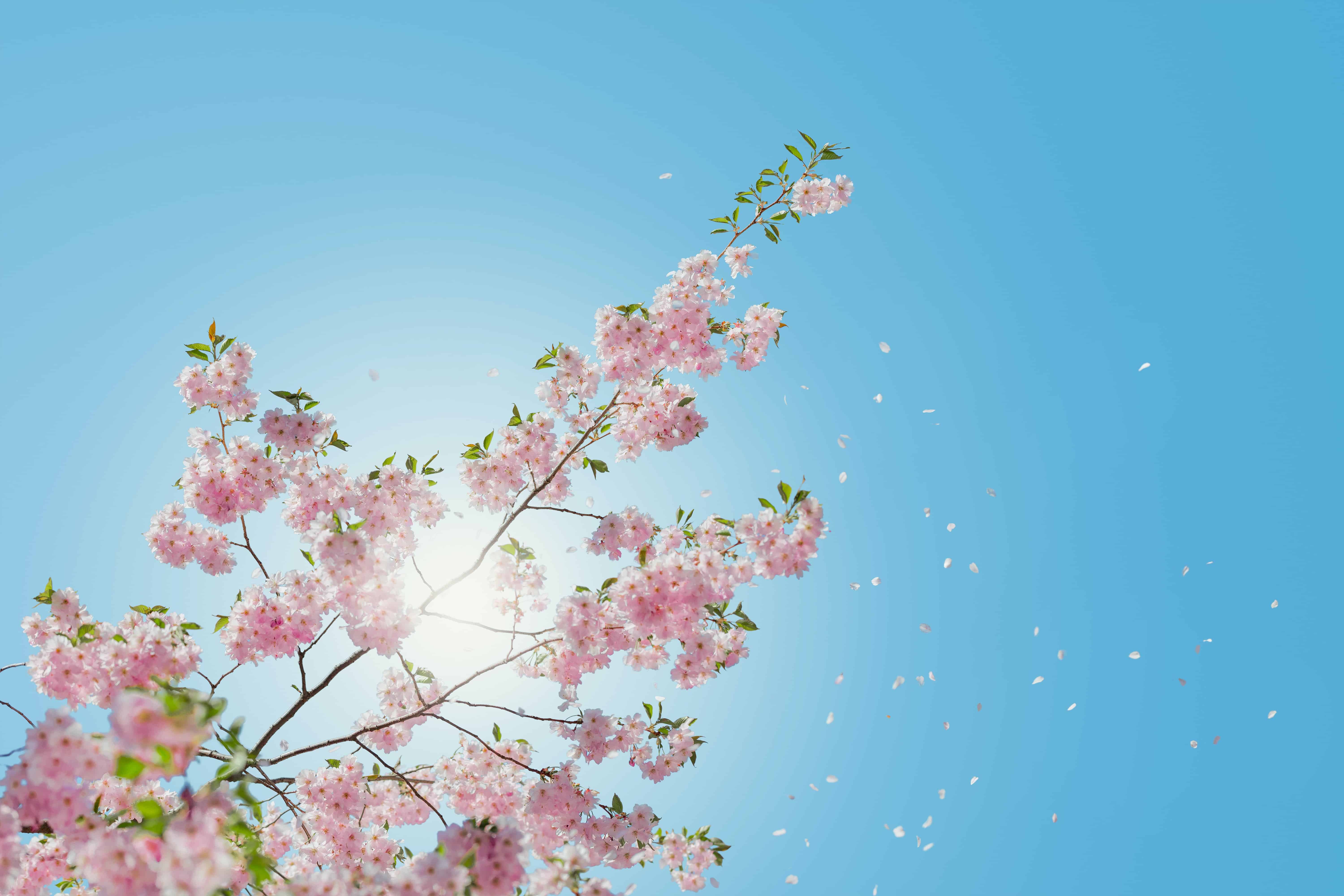 wallpapers 1920X1080 Spring Backgrounds pixelstalk net