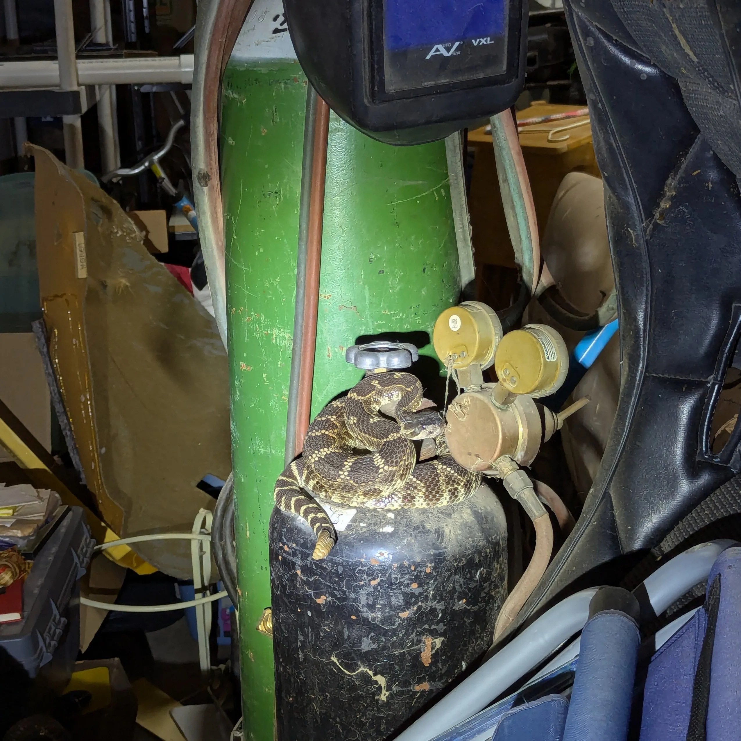 Volcano, CA Garage Rattlesnake