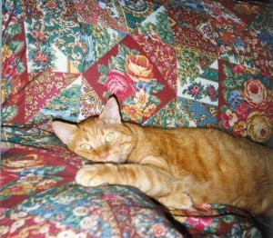 In Ricordo Di Sem Il Gatto E Di Tutti Gli Amici A Quattro Zampe Che Abbiamo Amato Placida Signora