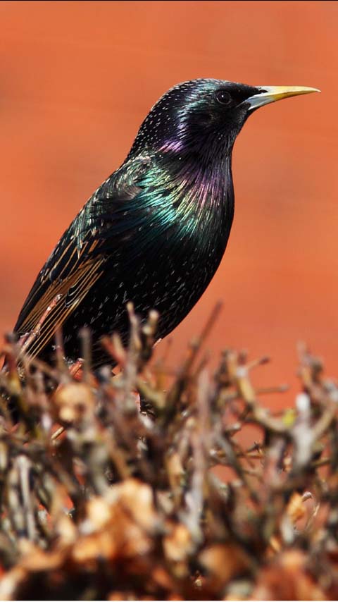 Birds are often envied for their ability to fly, but not all of them can. Black Bird Wallpaper Background Phone Planet12sun Com Printables