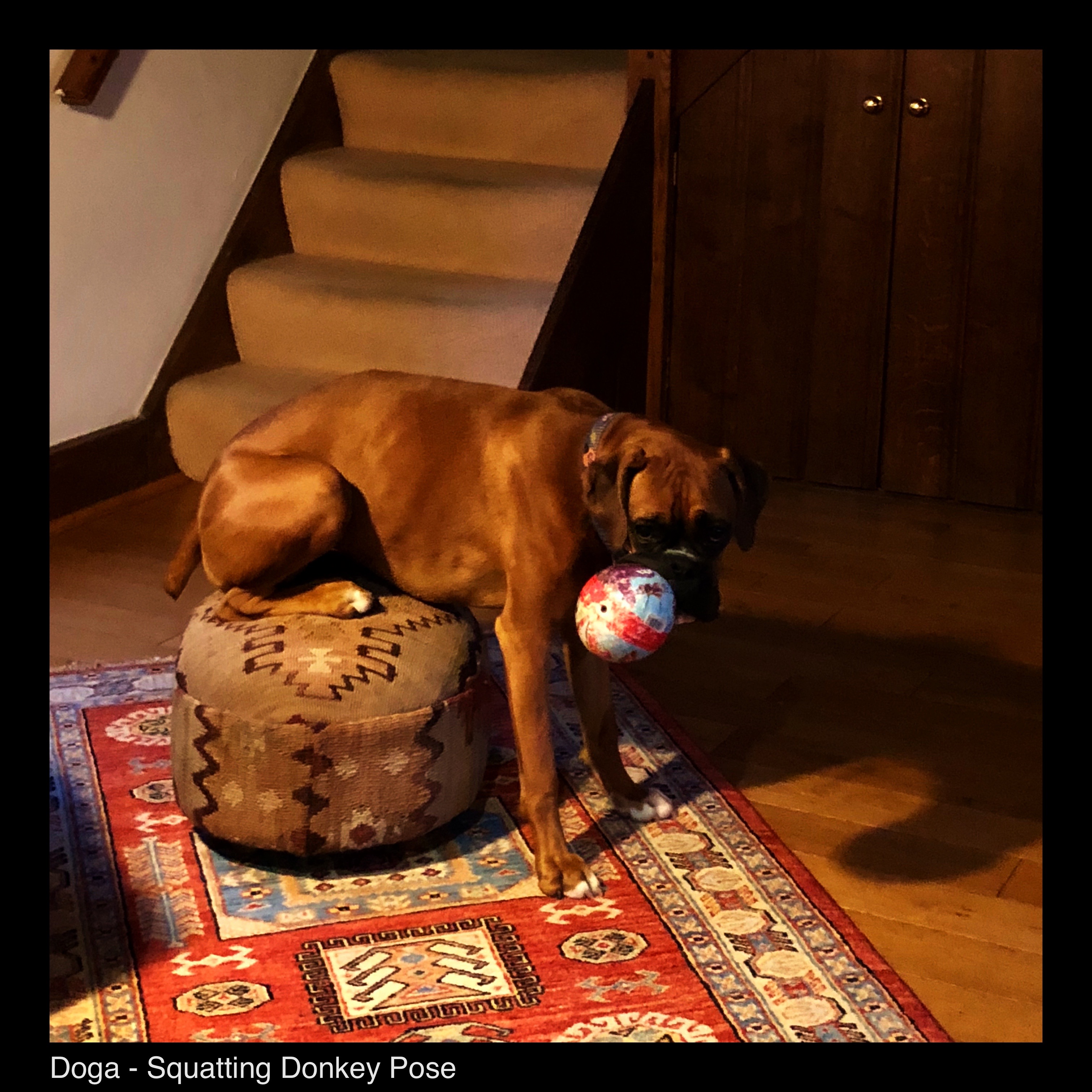 Doga - Squatting Donkey Pose