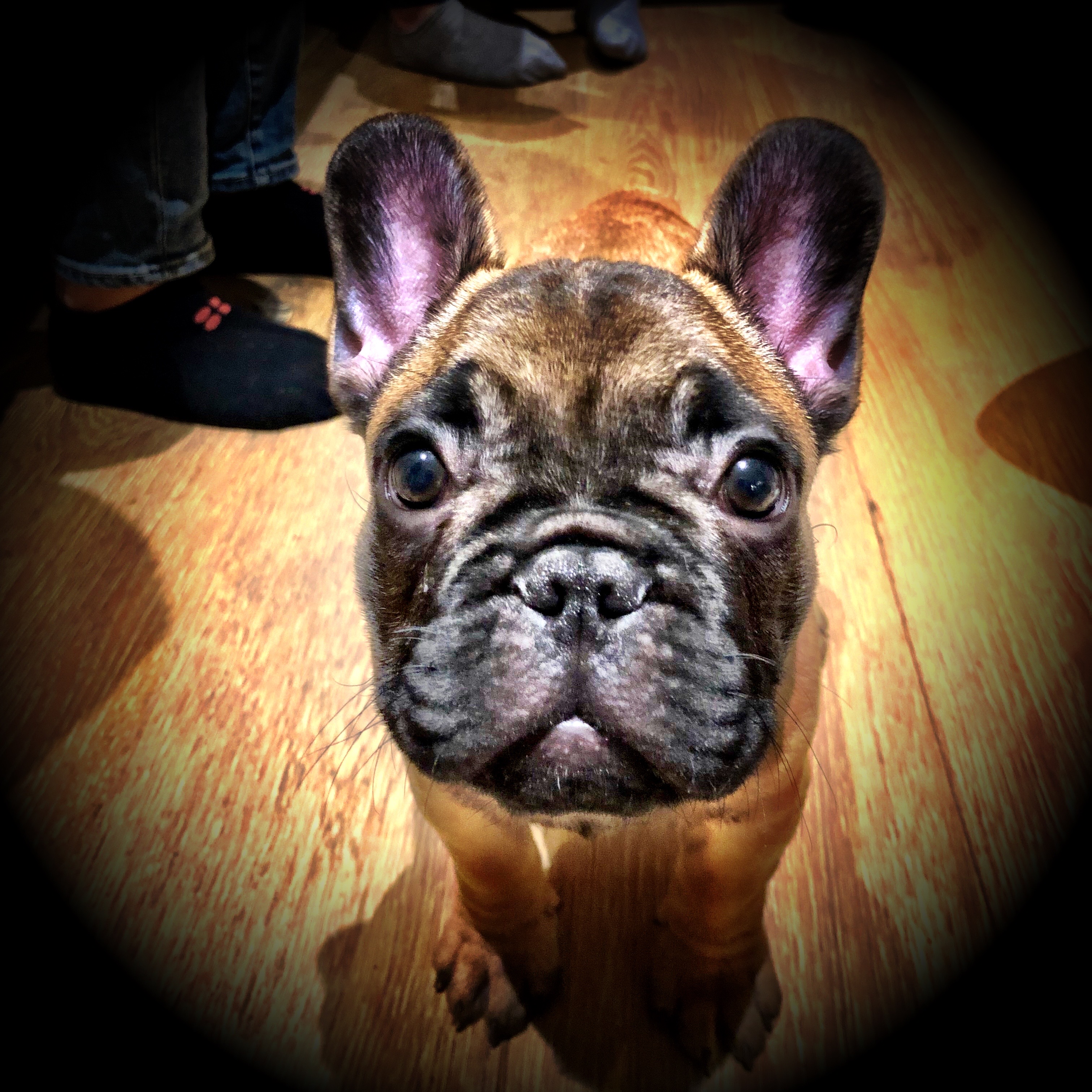 Jasper, Bailey's new friend.