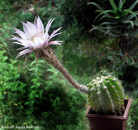 contacto Anillo duro rebanada Los cactus dan flores? - www.plantasyjardines.es