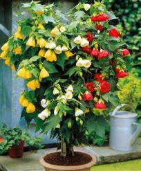 abutilon