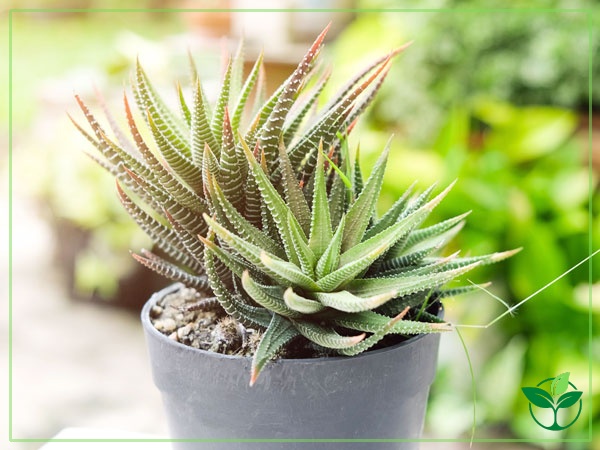 Aloe plants flower annually and go dormant during the colder months. How To Care For Haworthia Zebra Cactus Plant Index