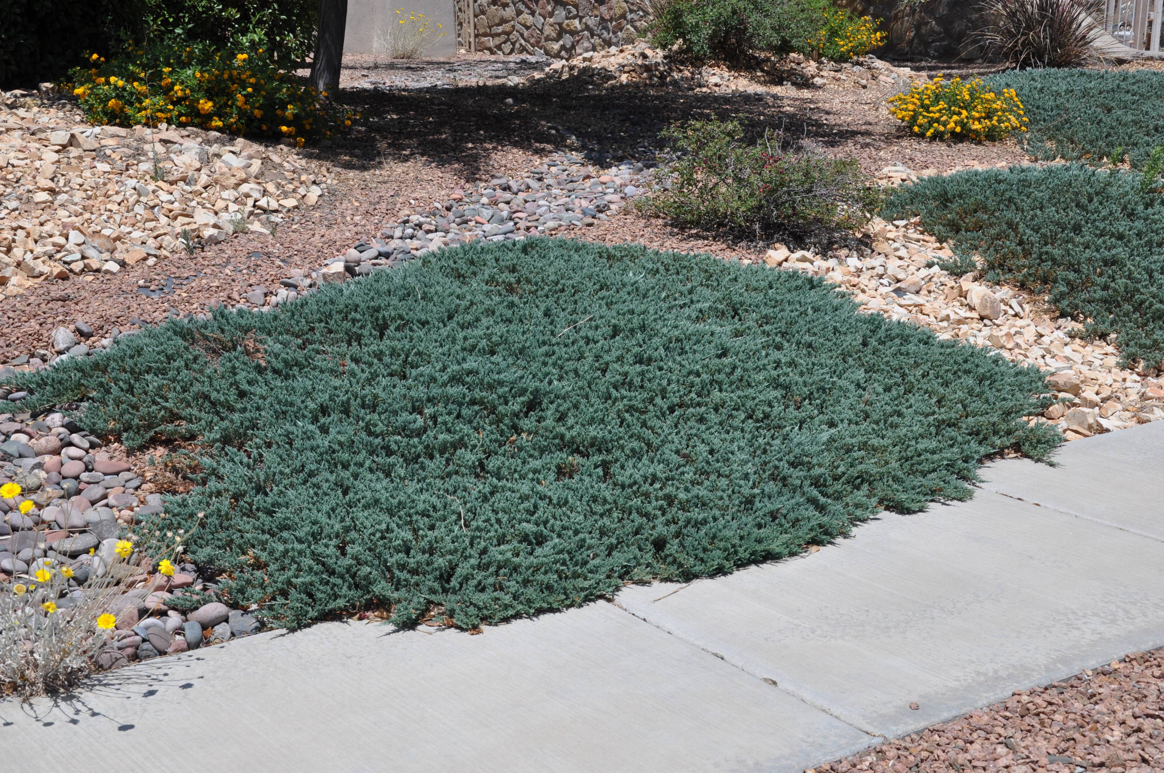 To improve my instructables, however i intend to share what i found. Juniperus horizontalis 'Wiltonii'