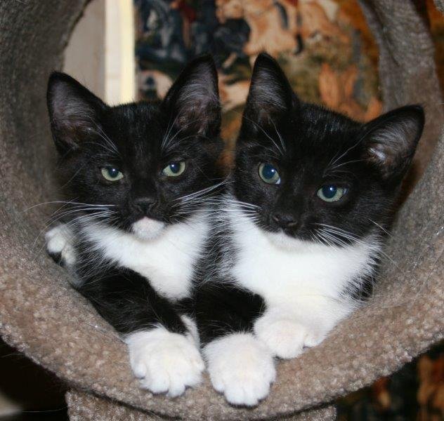 Manx kittens