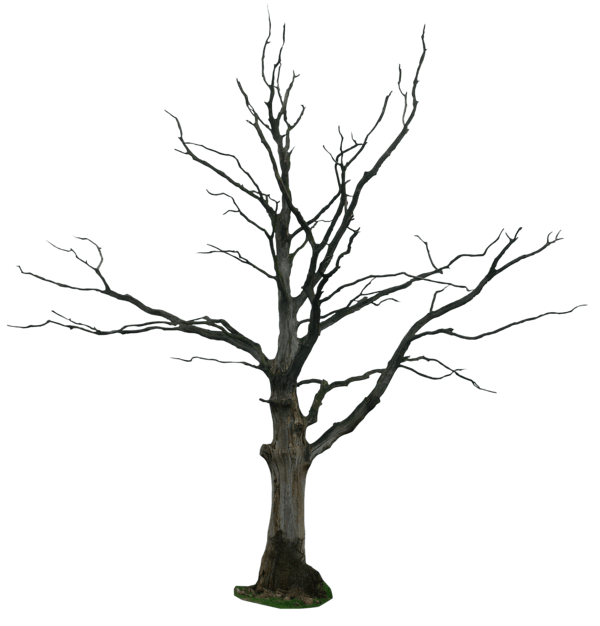 You can download free tree png images with transparent backgrounds from the. Tree Png Transparent Images Png All