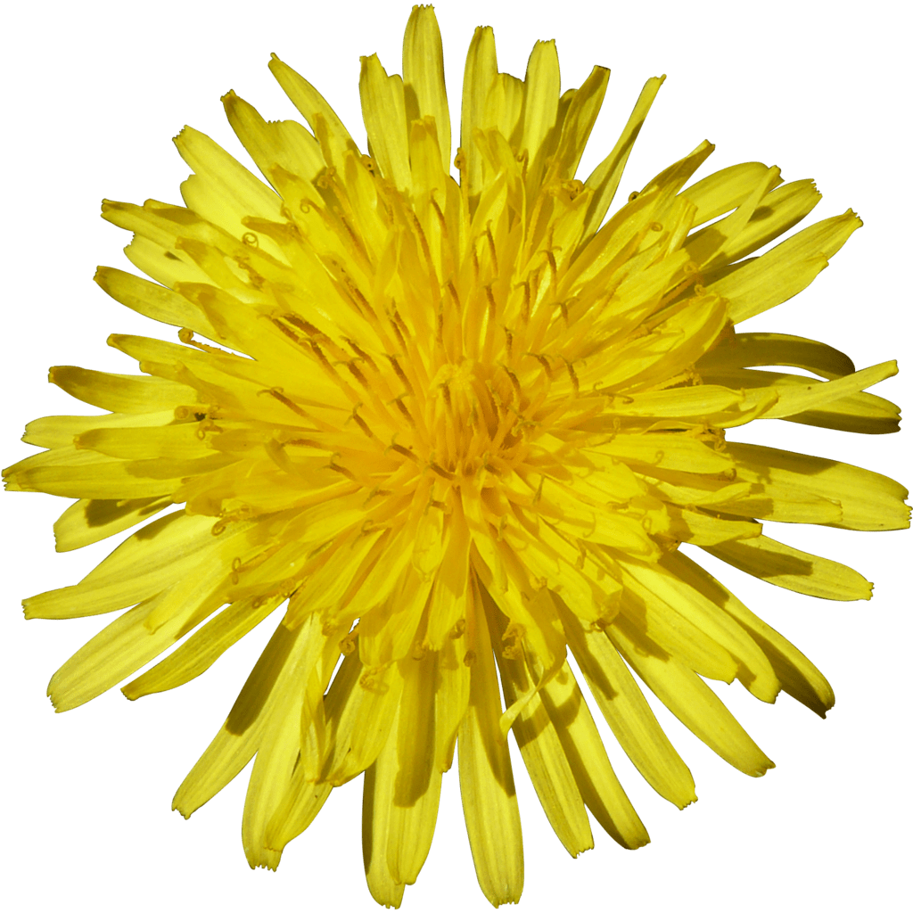 Paper , purple dandelion, purple and purple dandelion flowers transparent background png clipart size: Dandelion Png Transparent Images Png All