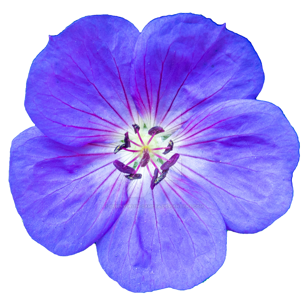 Find high quality purple flower border clipart, all png clipart images with transparent backgroud can be download for free! Violet Flower Png Image File Png All