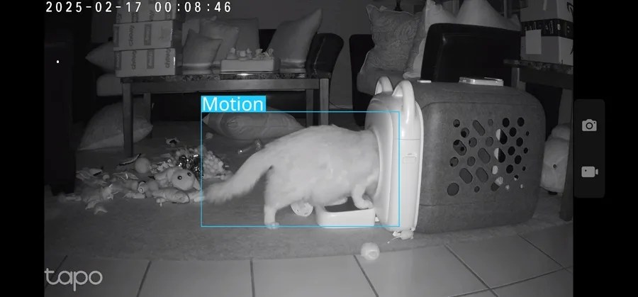 PawSwing - Spy Cam Study