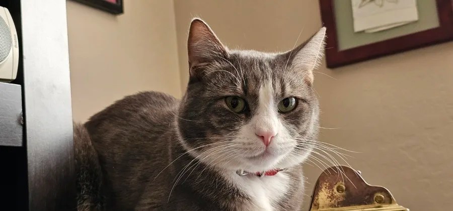 Boo - Cat