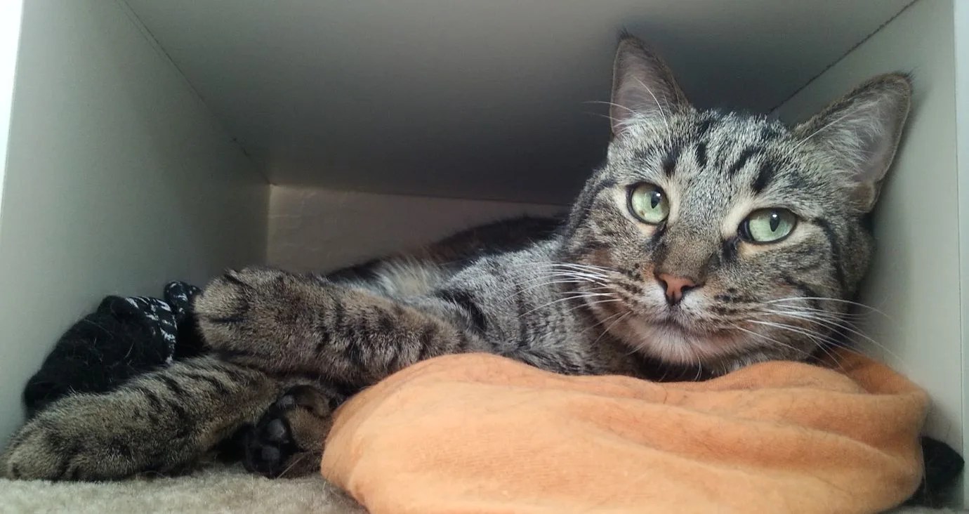 Claude - Cat