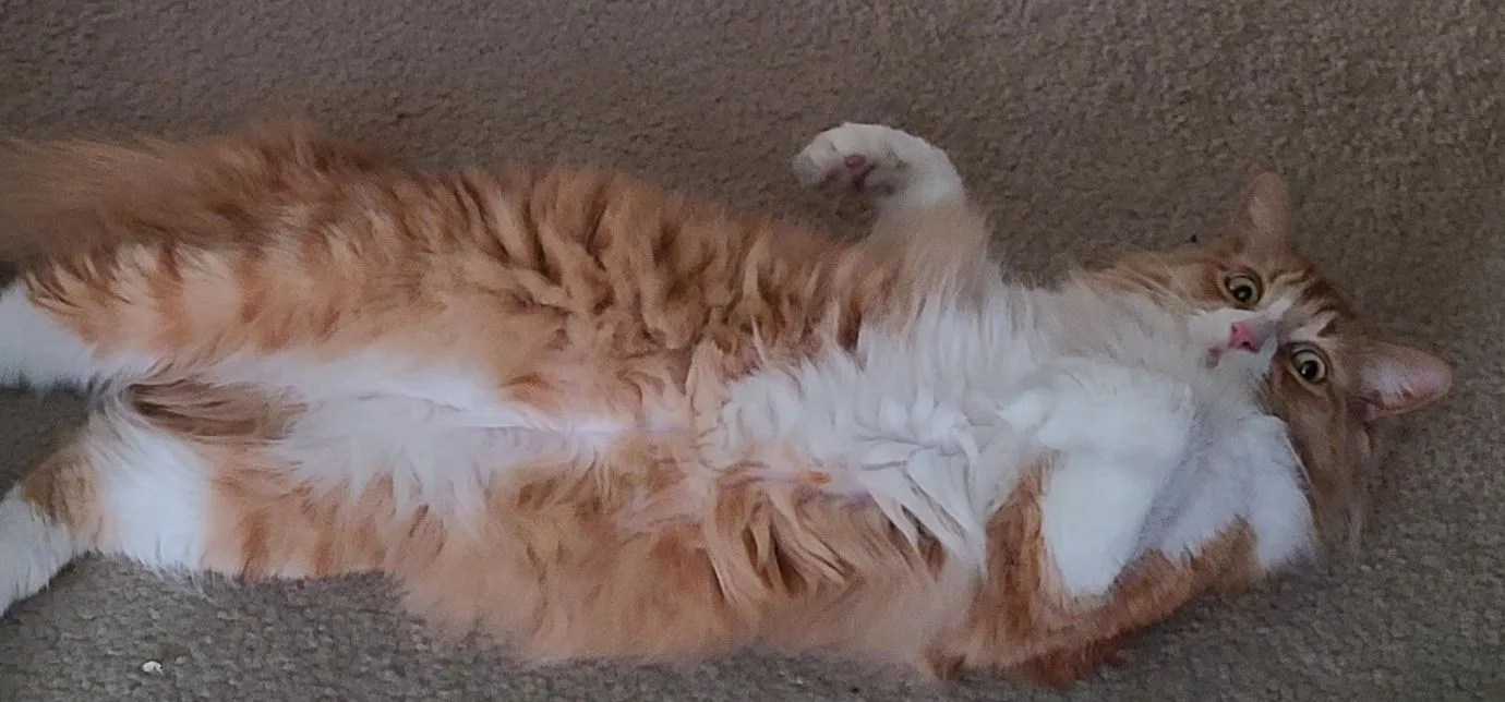 Colby - Cat