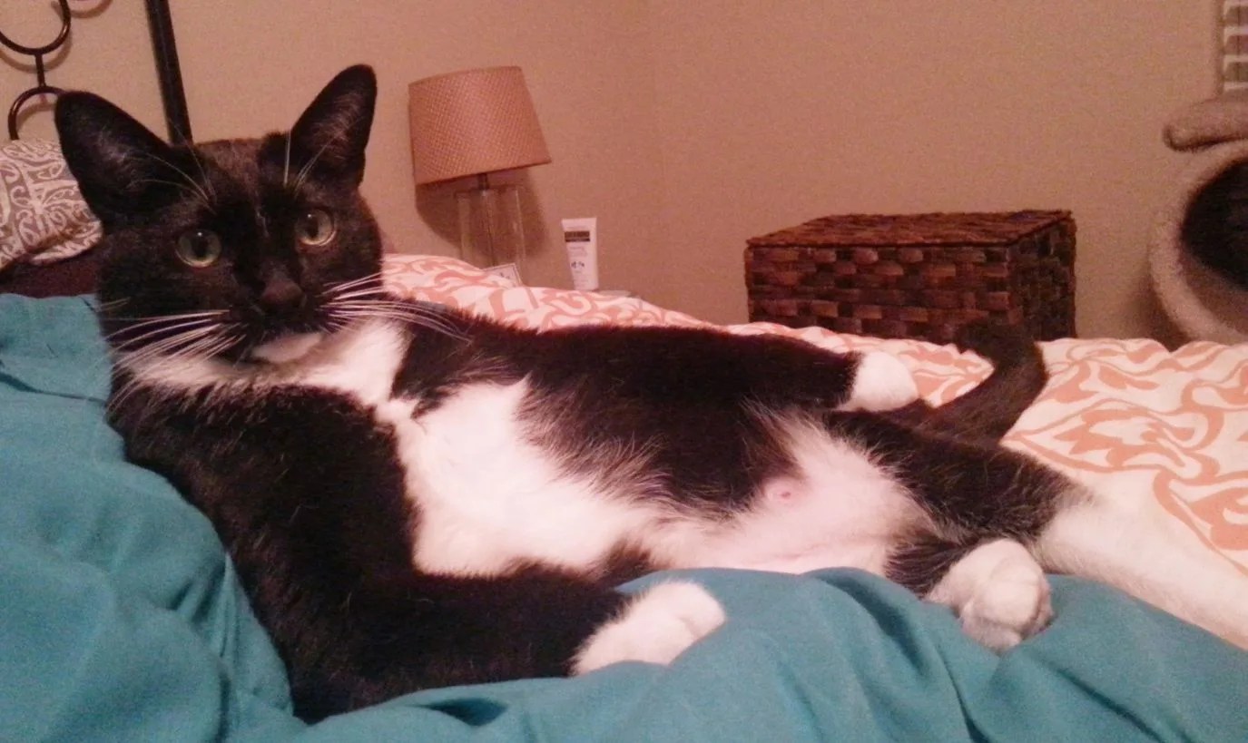 Curry - Cat