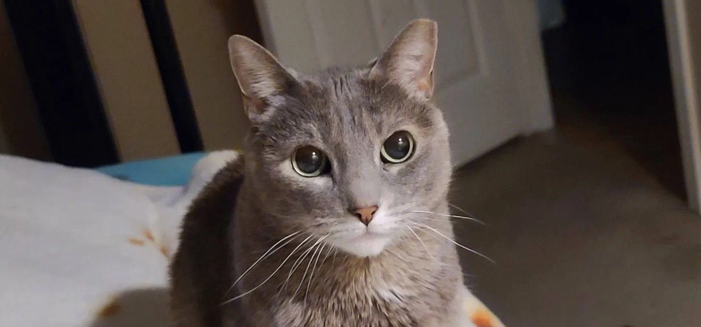 Juliette - Cat