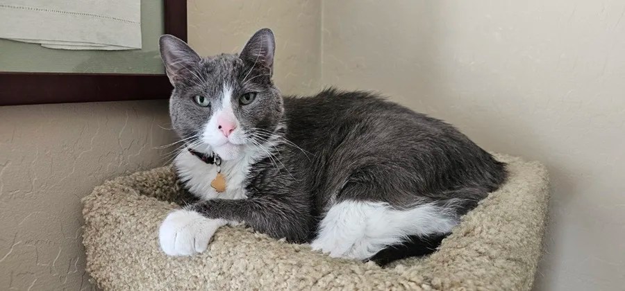Zeke - Cat