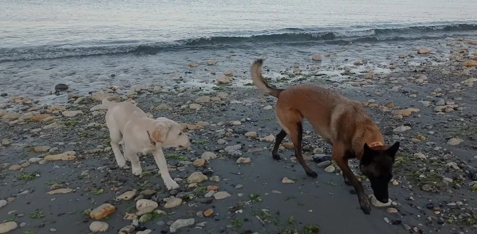 chiens à la plage