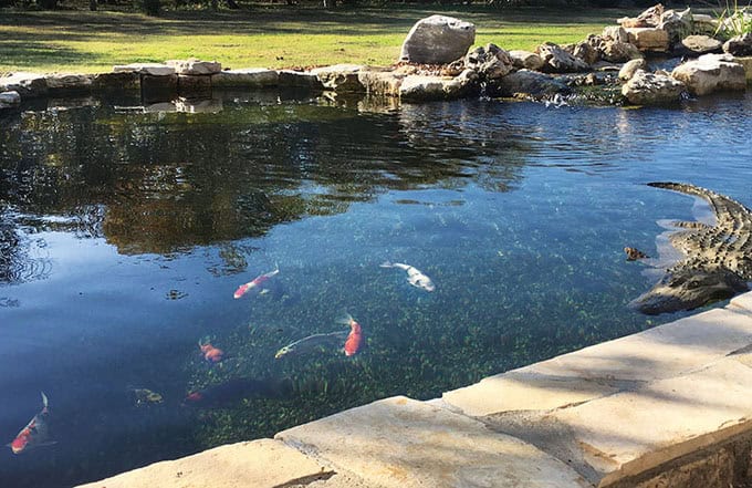 The area i have to work with on this pond is on the side of my patio. Keys To Keeping A Clean Pond Floor Pond Trade Magazine