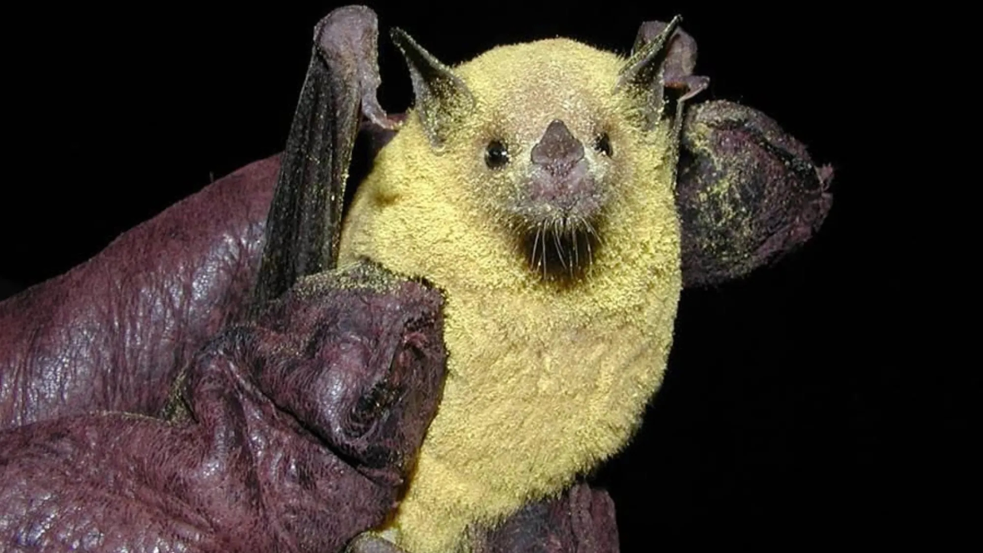 Bats covered in pollen make tequila possible