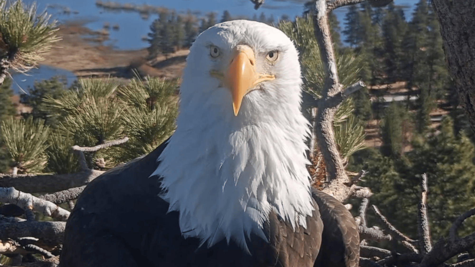 Rescued bald eagle may be internet-famous Jackie