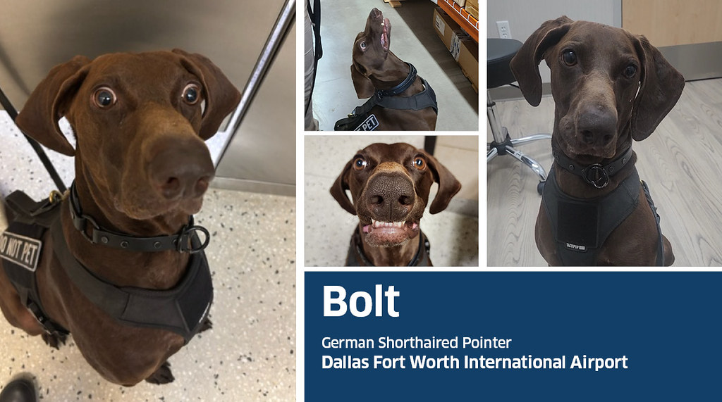 Say hello to the TSA’s Cutest Canine of 2026