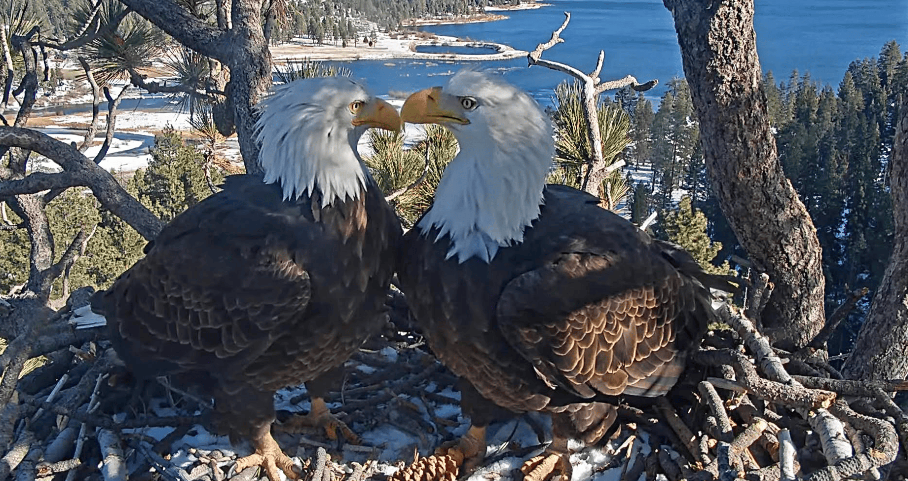 Jackie the bald eagle dead at 14
