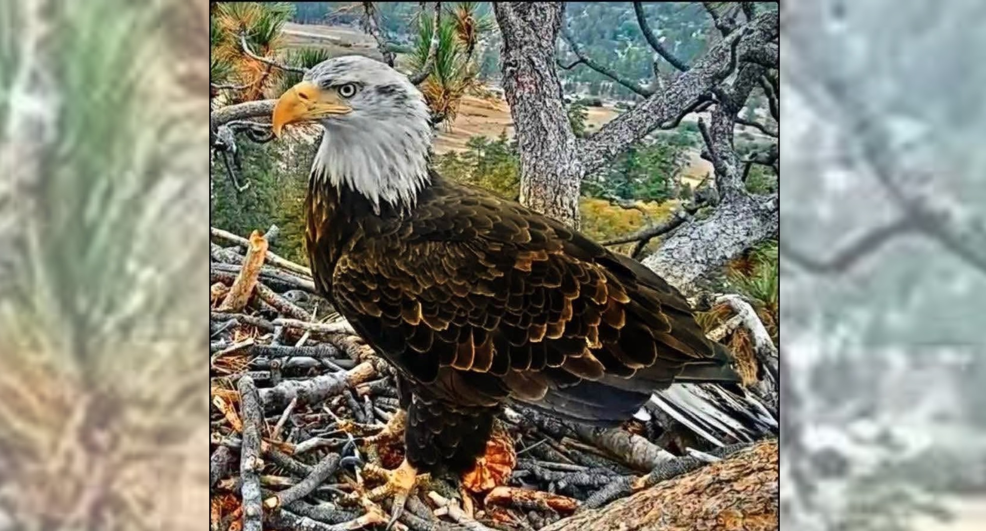 Bald eagle Shadow’s friend KD1 renamed Kaydee