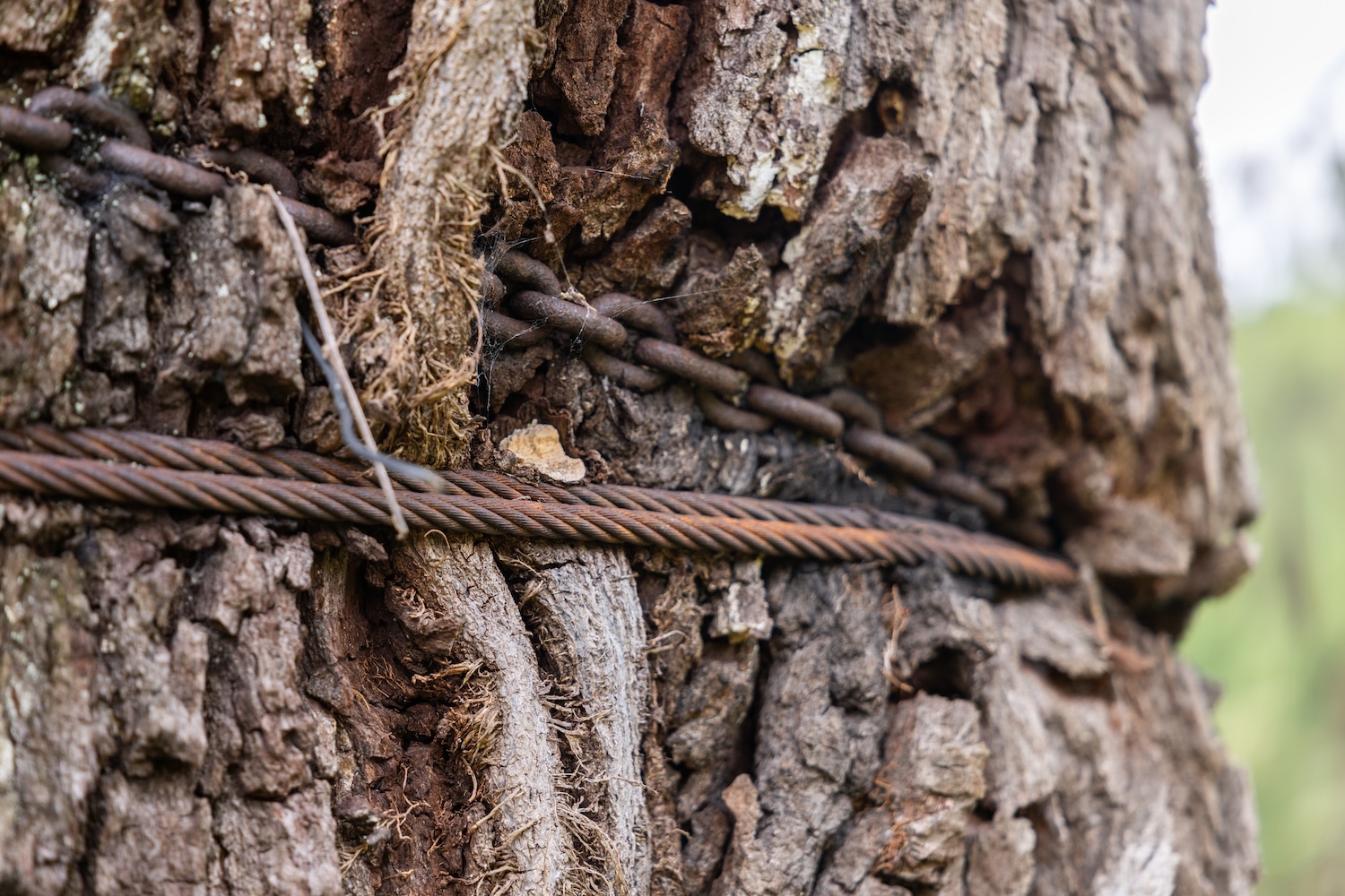 Arborists use supersonic air to save 300-year-old tree that survived American Revolution