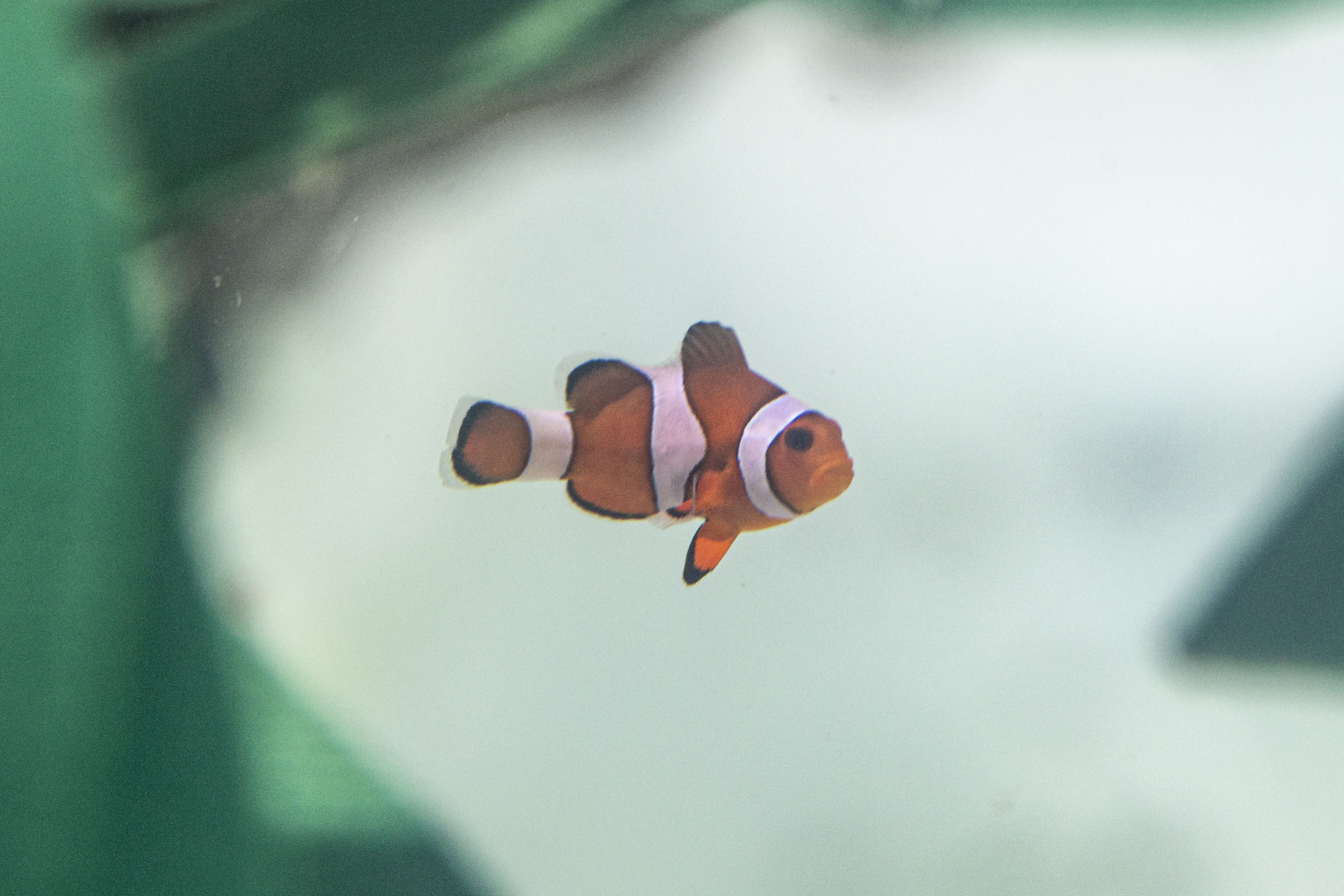 Nearly 500 animals rescued from trafficking arrive at a California aquarium
