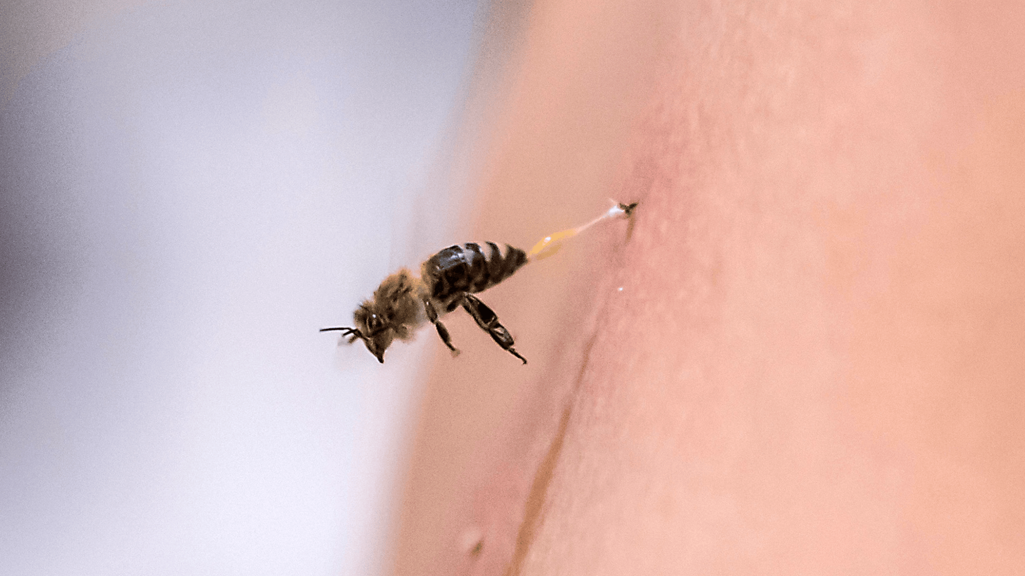 Bee stingers work like saws to pump venom  