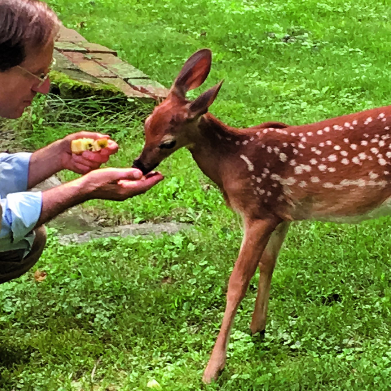 The remarkable bond between a man and a deer