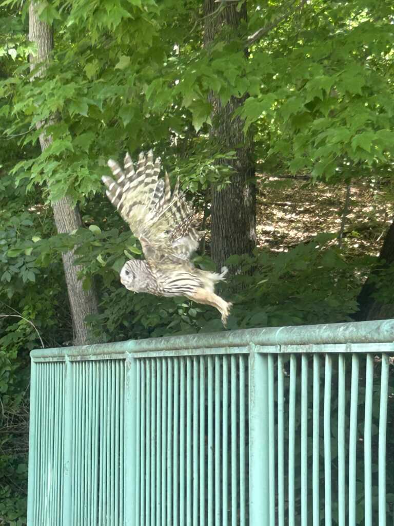 Owl on the Wing: A Bird's Eye View from Rock Creek Park (2026)
