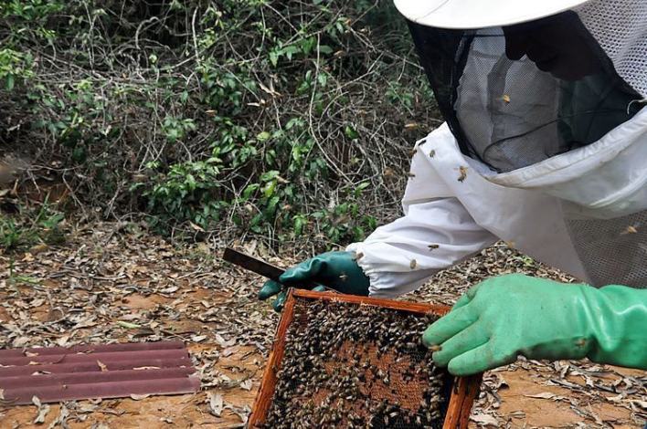 Apicultor em ação. (Foto: Divulgação/PMT)