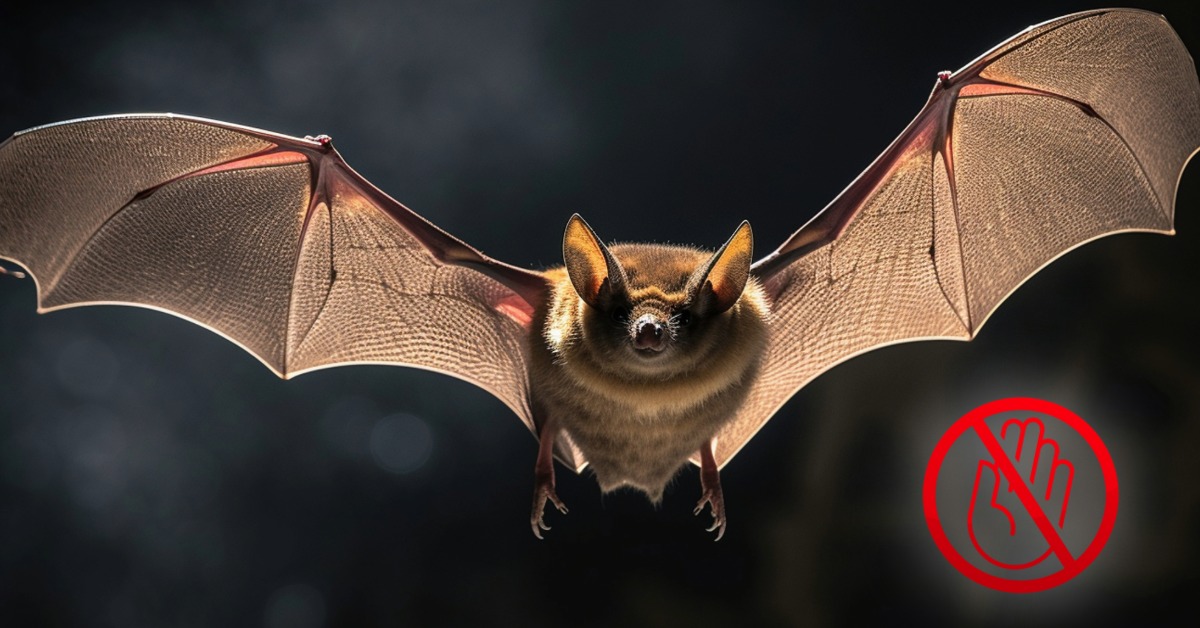 Never touch a bat, avoid rabies
