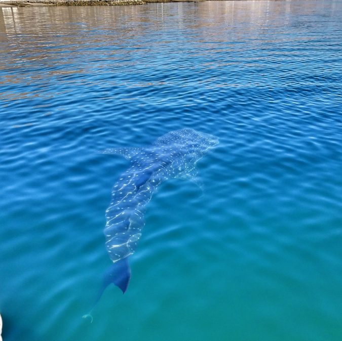 whale sharks