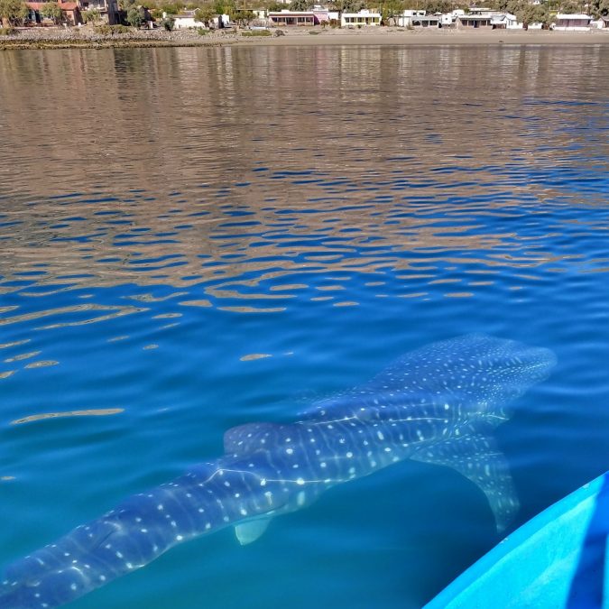whale sharks