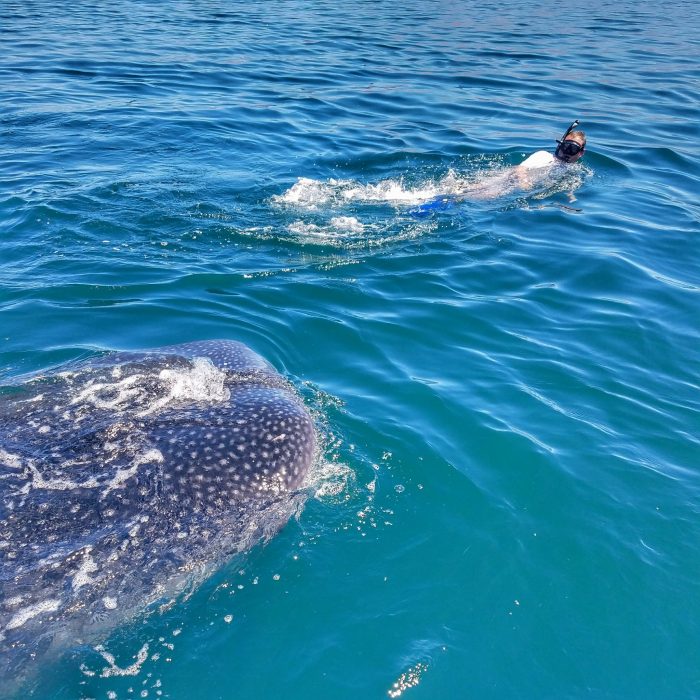 whale sharks