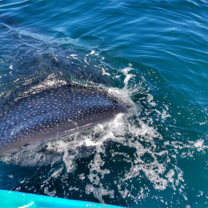 whale sharks