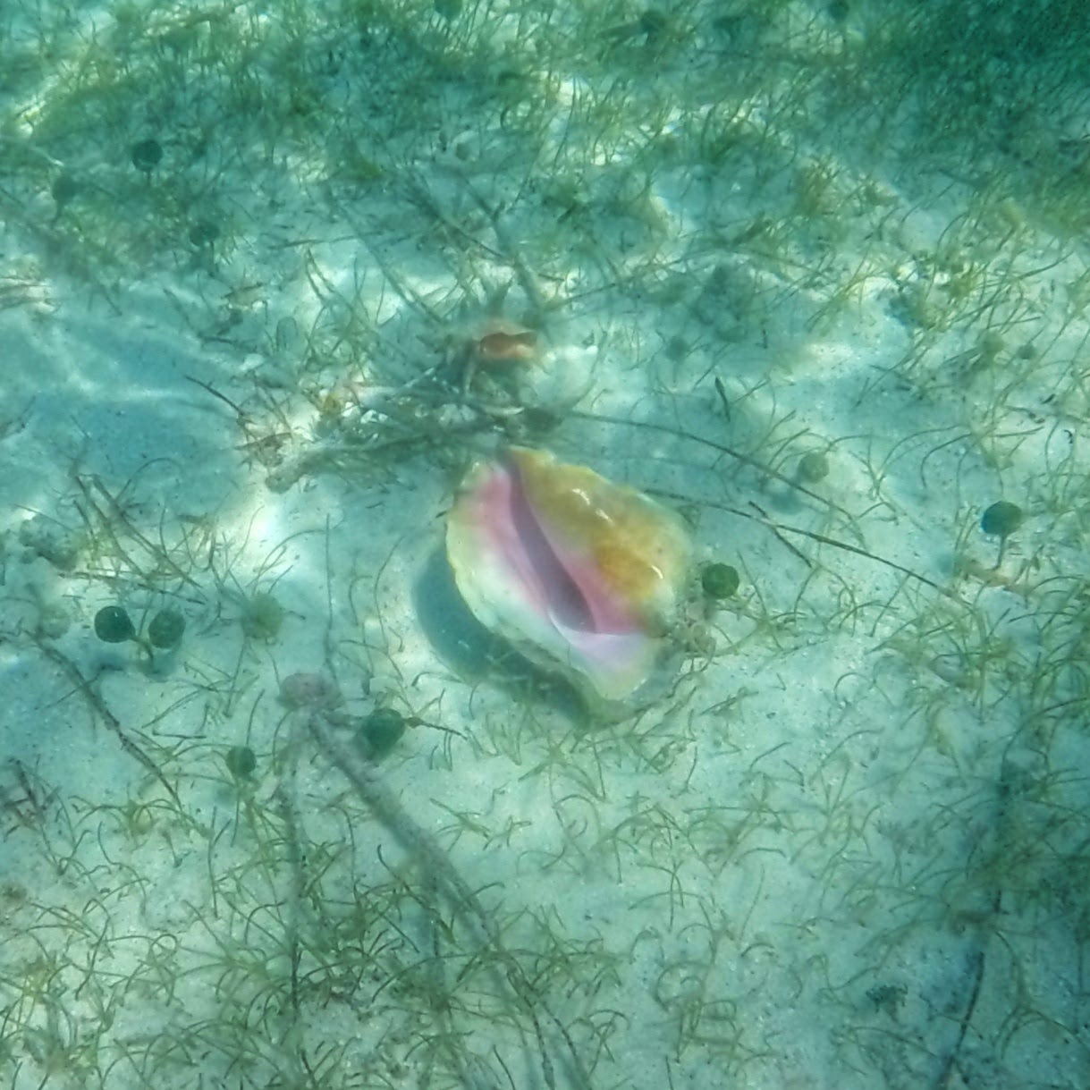 conch
