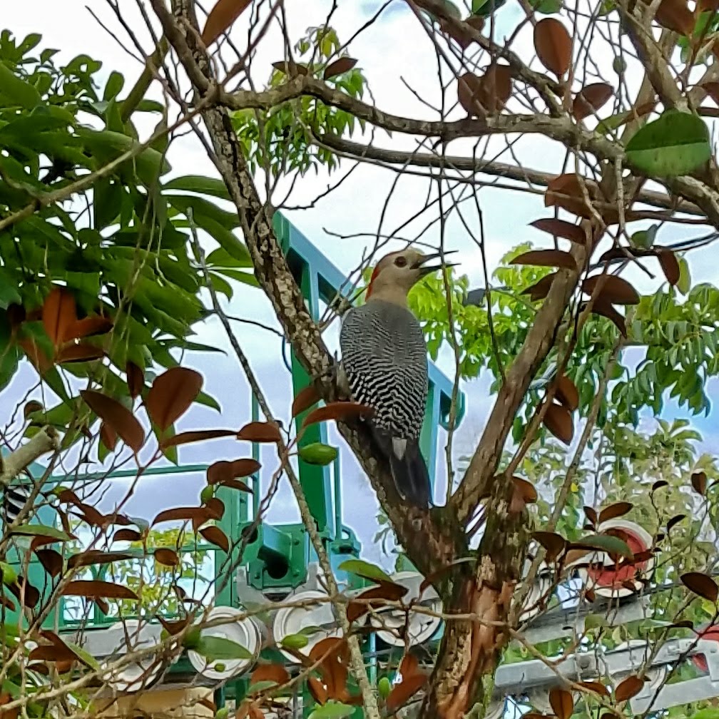 Roatan