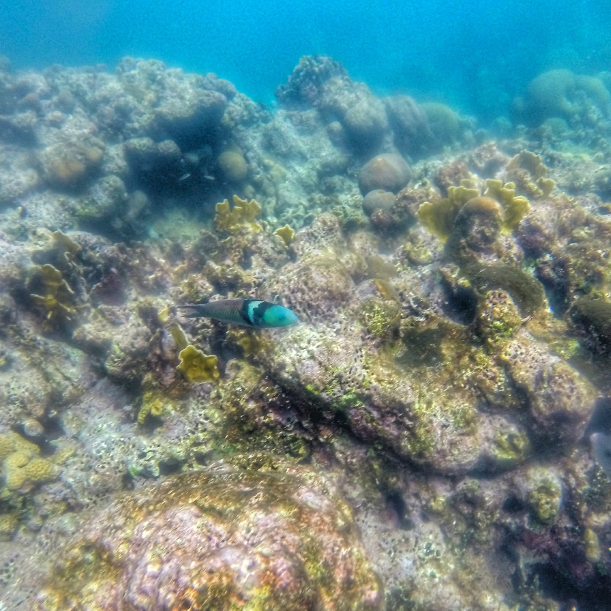 Roatan