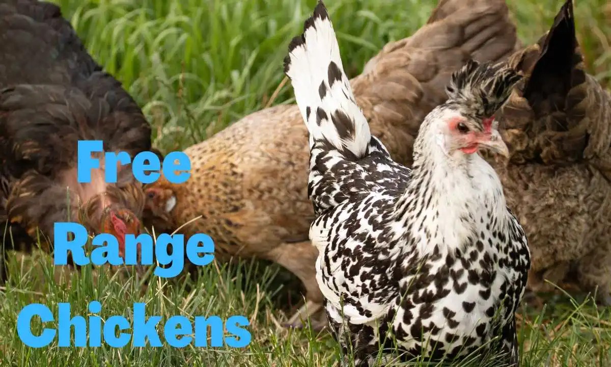 FreeRange Chicken Farming Guidelines Poultry Affairs