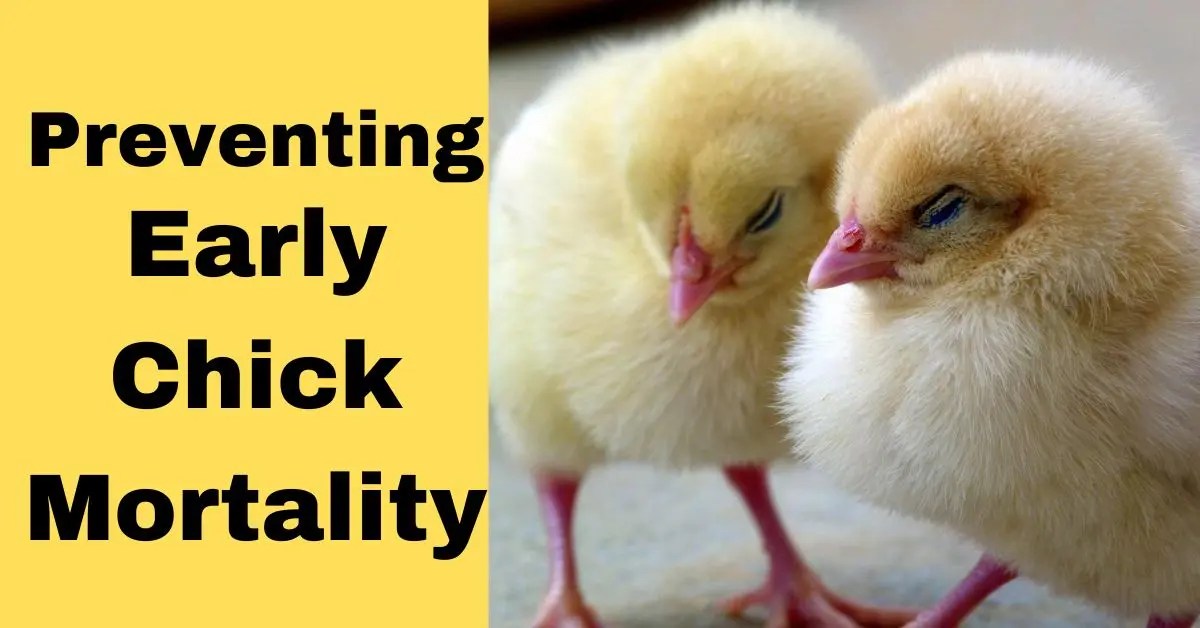 Preventing Early Chick Mortality