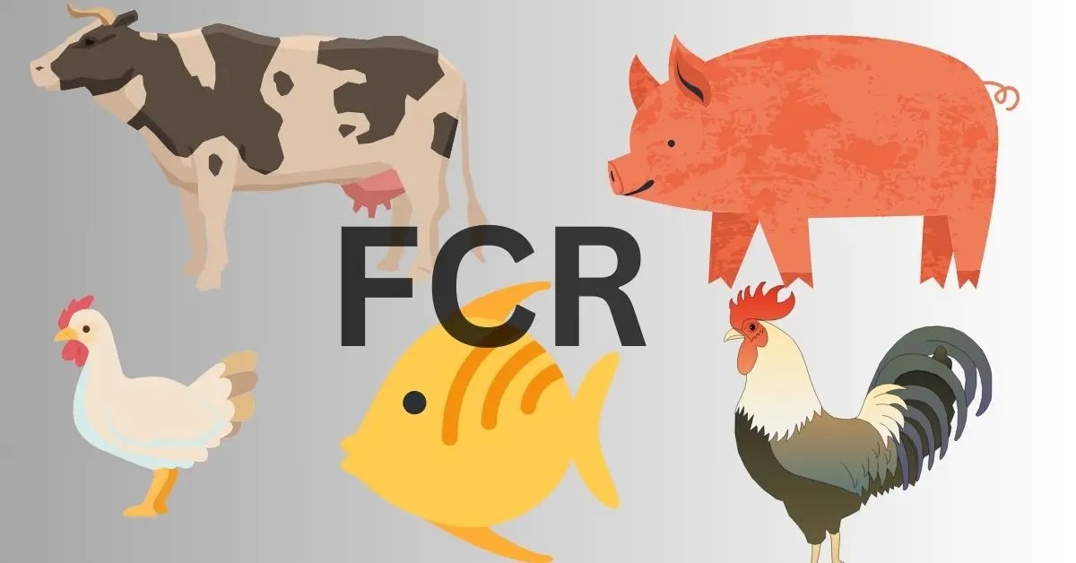 Feed conversion ratio FCR