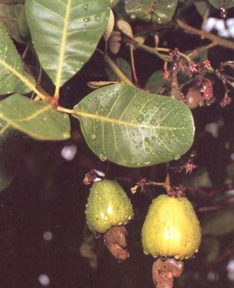 Caroço de caju tira tatuagem Veja 15 Exemplos De Escarificacao A Tatuagem Feita De Cicatriz E Muita Dor Mega Curioso