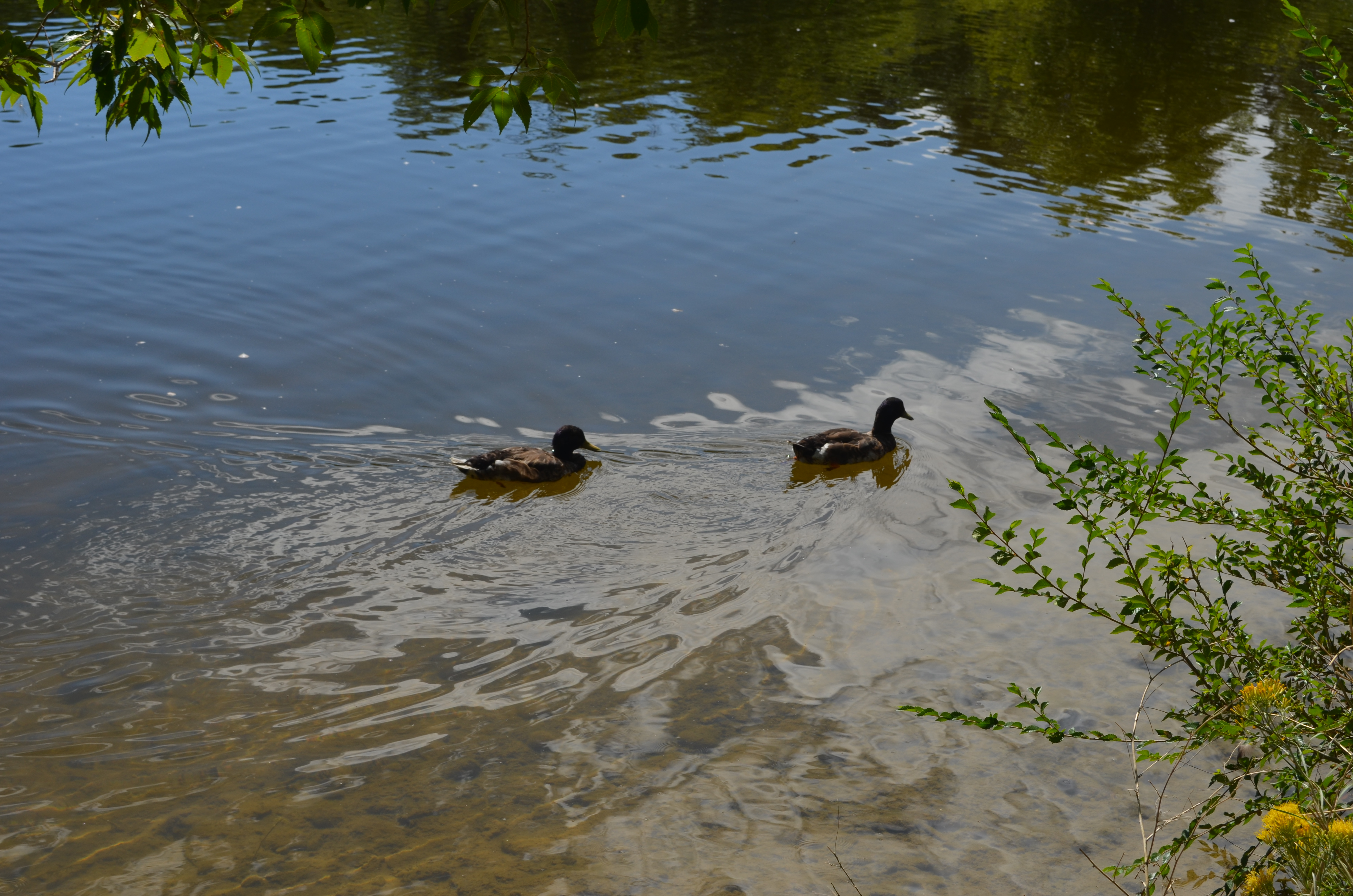 No More Bread for Ducks Praying With The Eyes