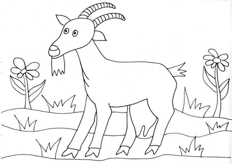 Zvířátka z našeho dvorku Předškoláci omalovánky, pracovní listy