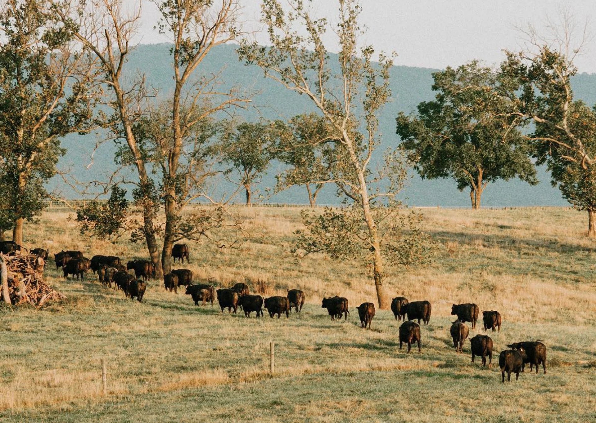 Primal Beef - Stunning Colorful Texture - Full HD