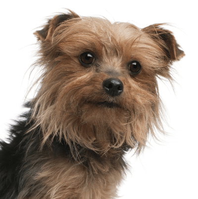 Yorkie